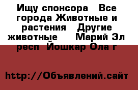 Ищу спонсора - Все города Животные и растения » Другие животные   . Марий Эл респ.,Йошкар-Ола г.